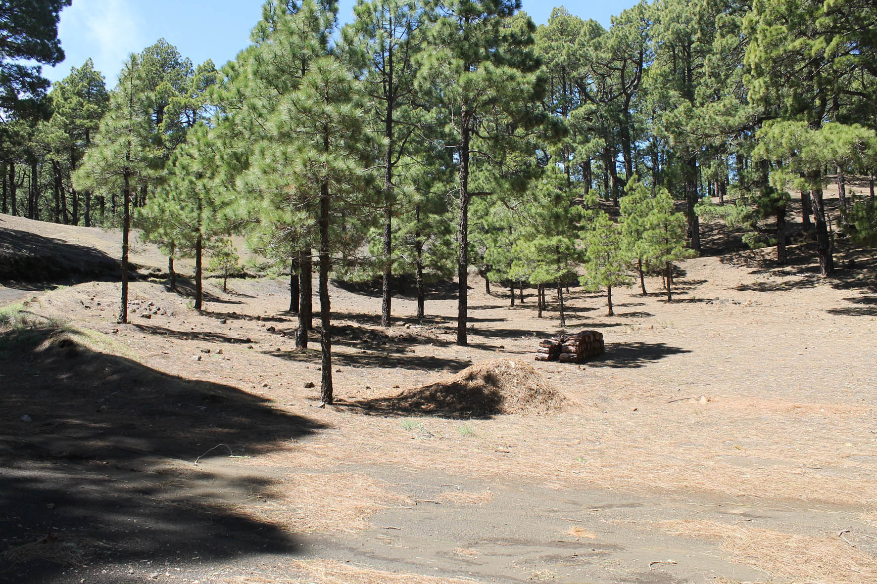 Pérez reitera que los trabajos de aclarado de monte “son actuaciones preventivas contra los grandes incendios forestales”