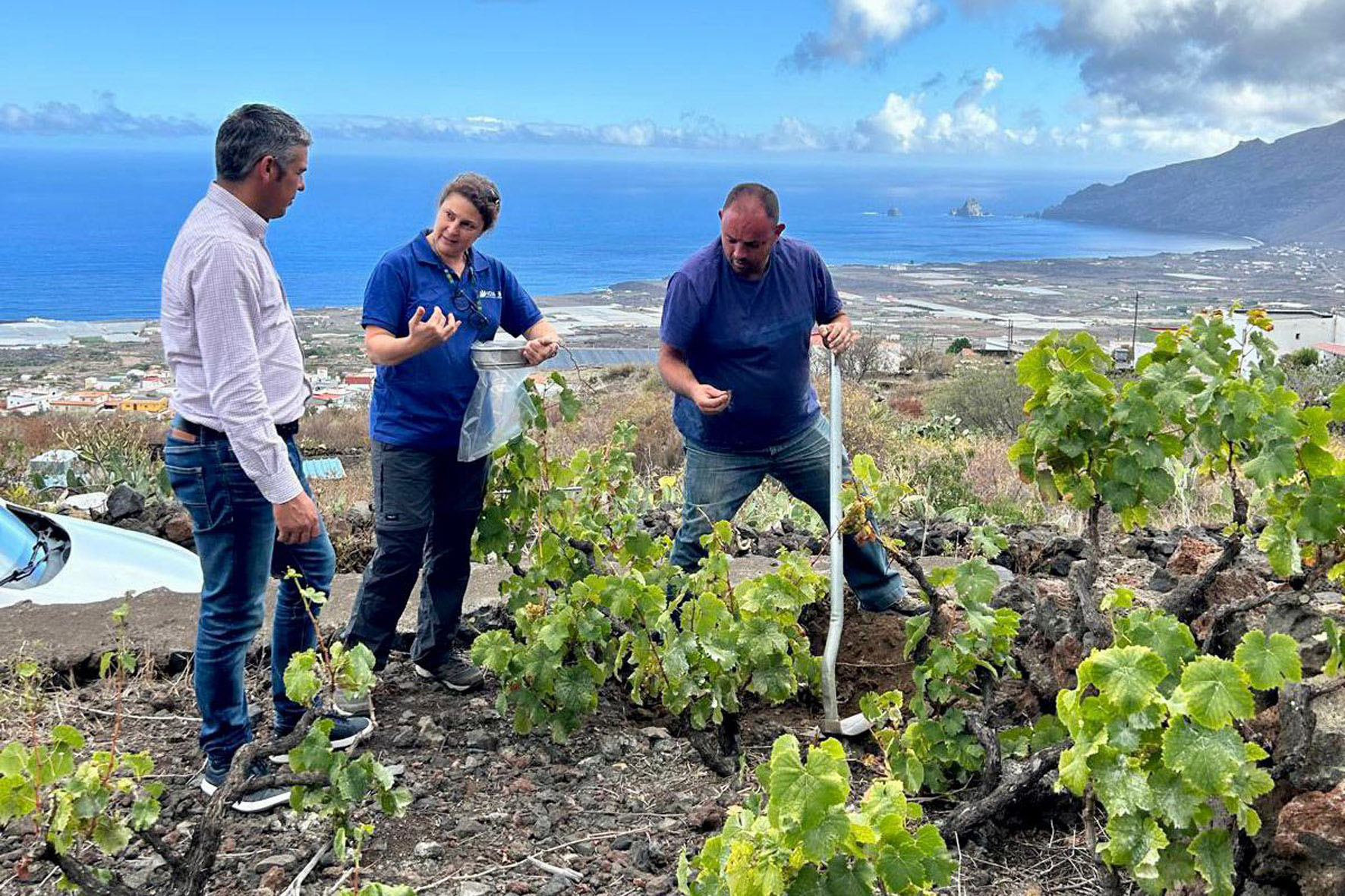 El Gobierno de Canarias trabaja en la recuperación de variedades minoritarias de vid para mejorar el potencial y la diferenciación de los vinos canarios