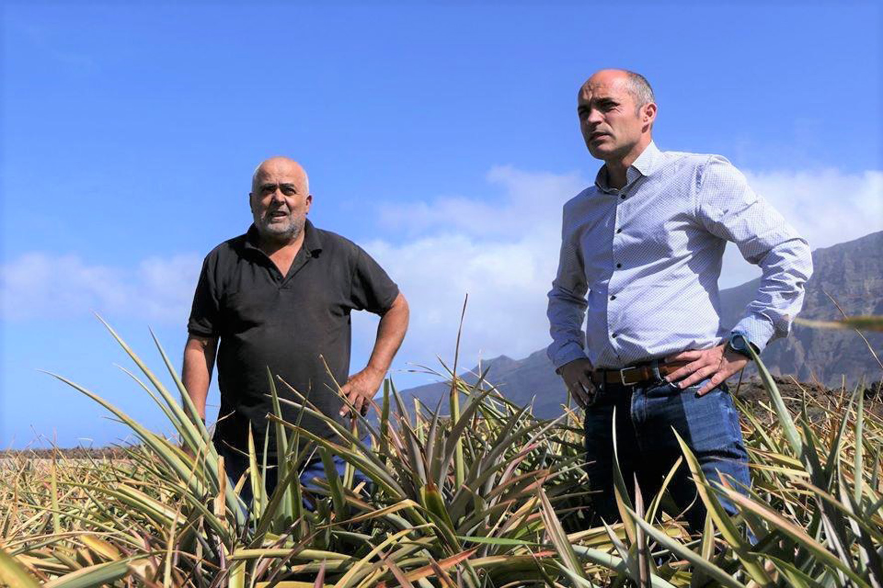 Gobierno, Cabildo y sector firman un protocolo para la recuperación del cultivo de piña tropical