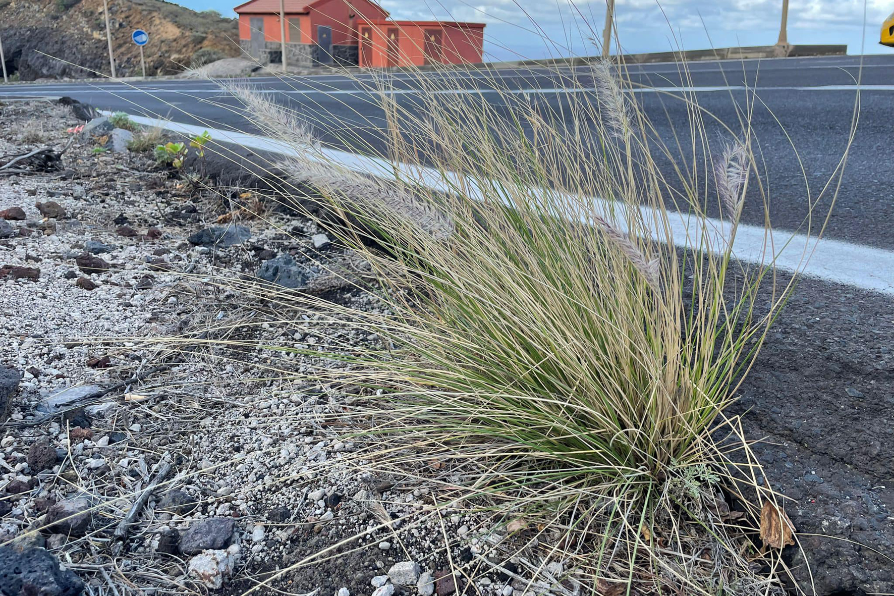 El Cabildo de El Hierro continua con el control del “Rabo de Gato” en la Isla