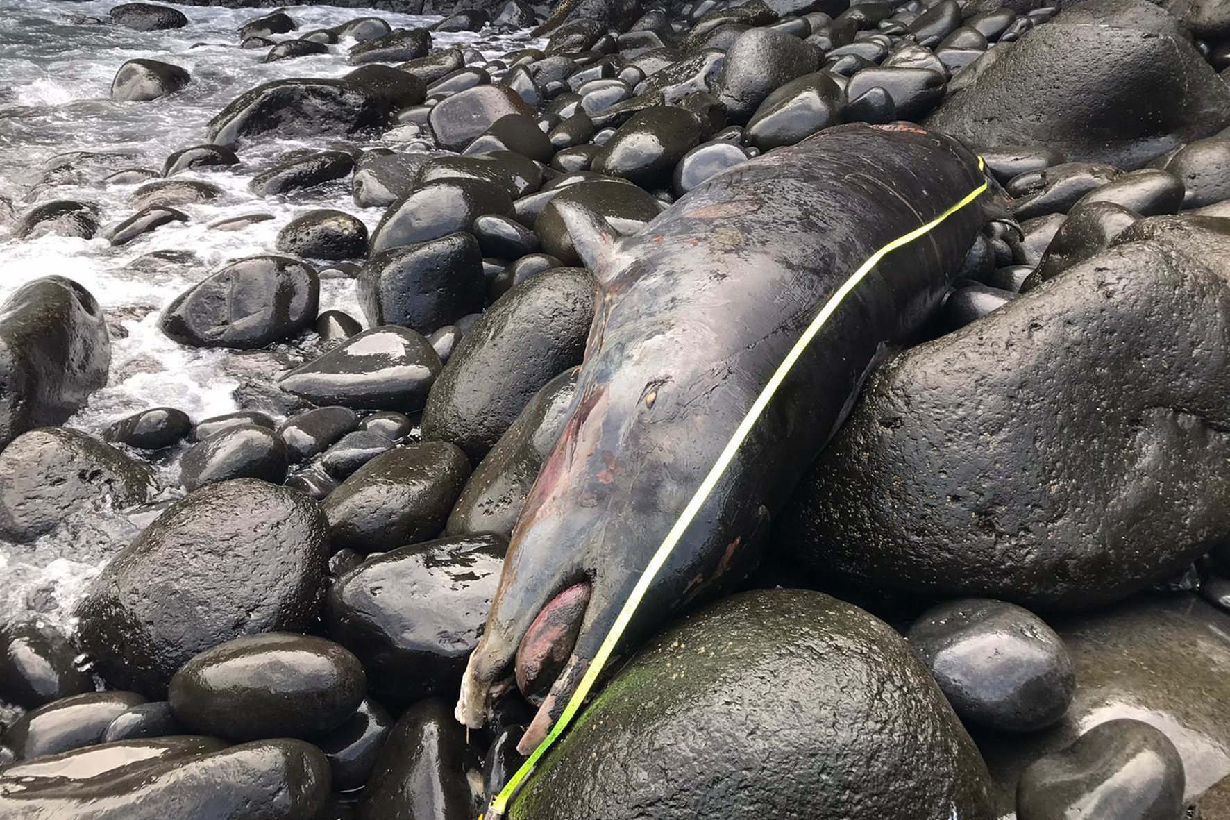 Encuentran varado muerto un Zifio en la costa cercana al aeropuerto de El Hierro