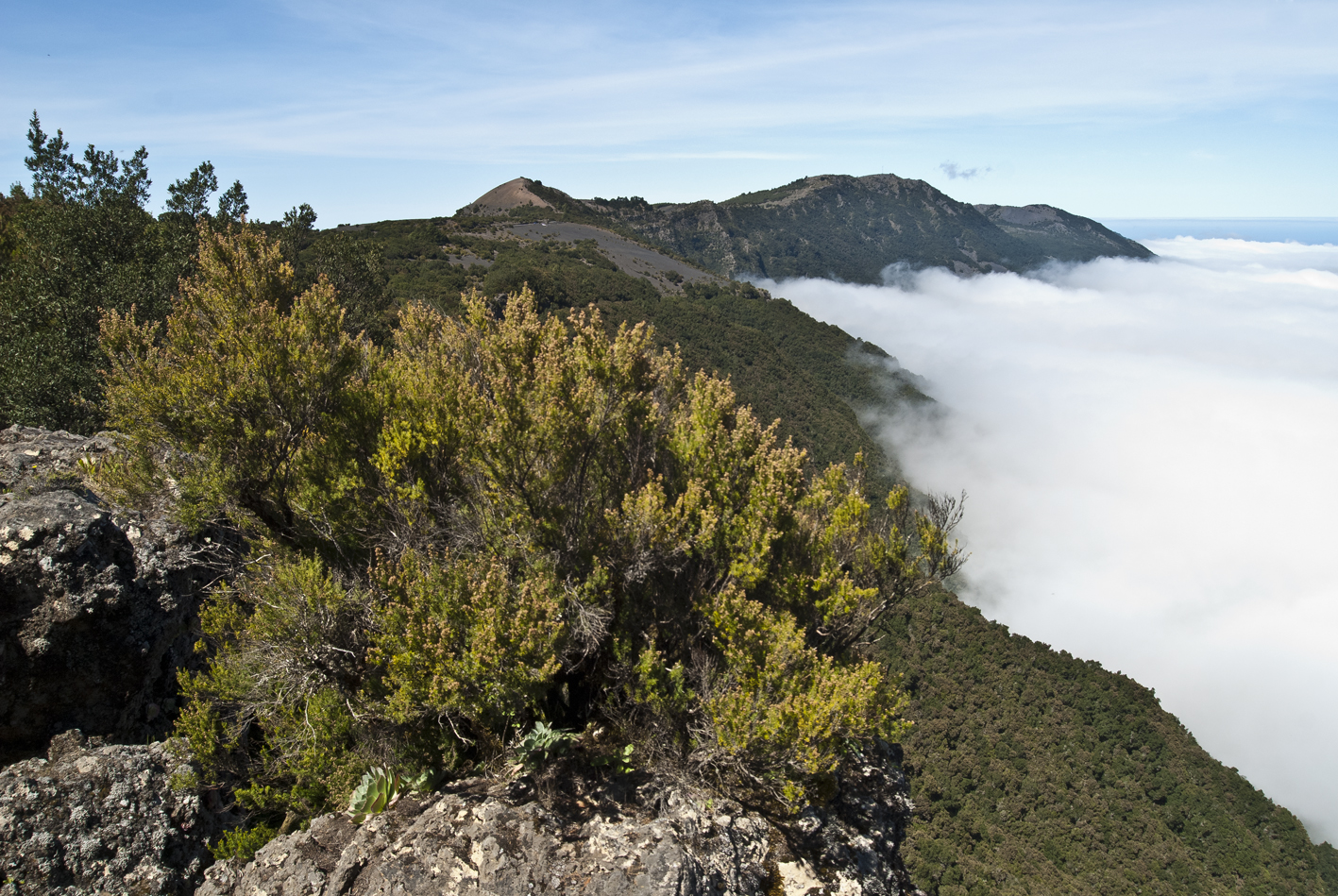 El Gobierno de Canarias declara la situación de alerta por Riesgo de Incendios Forestales en las Islas Occidentales y Gran Canaria