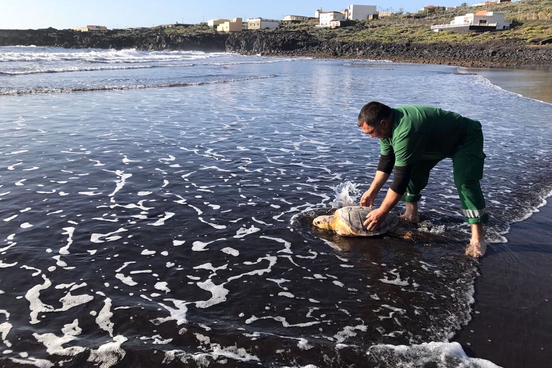 Liberada una tortuga boba en aguas de Temijiraque
