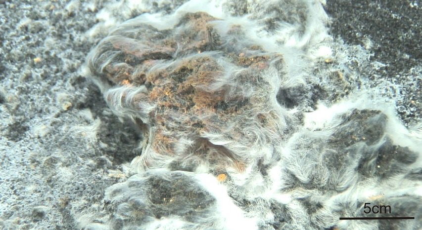 Descubierta una nueva especie bacteriana a raíz de la erupción de Tagoro